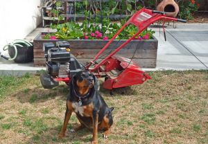 Transylvanian Hound dog with Troy-Bilt Bronco Axis Rototiller