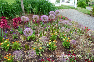 ornamental alliums start to fade with P. Allen Smith