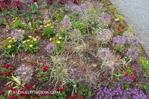 Alliums starting to fade with P. Allen Smith