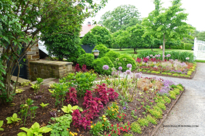 alliums in full beauty with P. Allen Smith