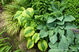 hostas grasses ferns mosses in P. Allen Smith garden