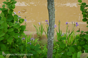 purple irises at P. Allen Smith garden