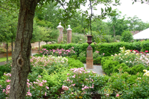 rose garden by p. allen smith