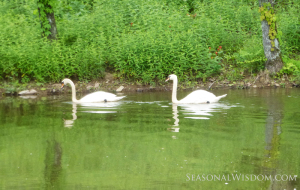 swans at P. Allen Smith pond