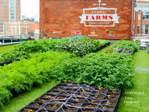 Fenway Farms uses milk carton system and drip irrigation