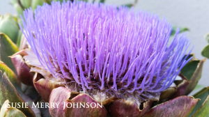 Artichoke flower in bloom