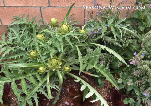 Artichokes borage red romaine lettuce growing in garden