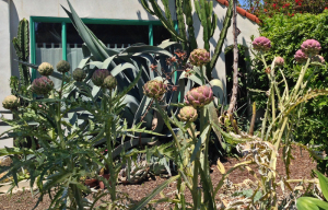 Artichokes growing in California front yard