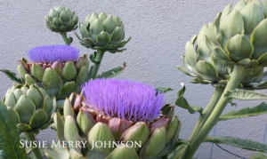 Growing artichokes at home gives you food and flowers