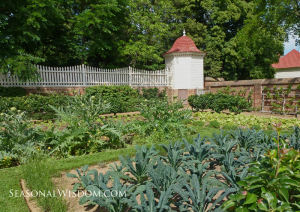 Artichokes growing at Mount Vernon, home of George Washington