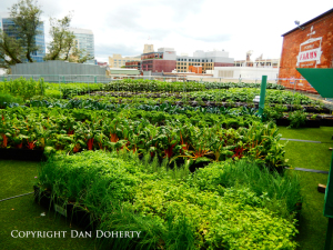 Side view of Fenway Farms in Boston