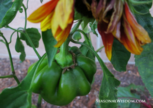 Hungarian sweet pepper and sunflower