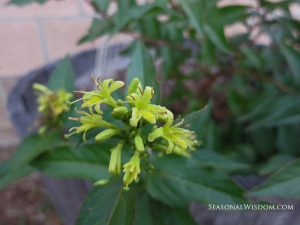 Kodiak Black Bush Honeysuckle Flower