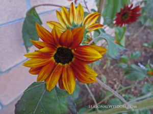 multiple black sunflowers