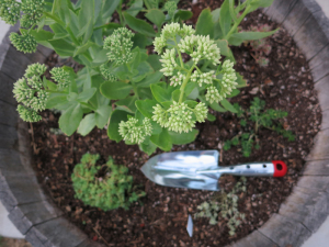 Troy-Bilt Planting Trowel