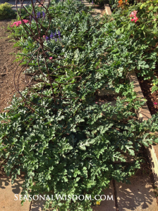 watermelons in garden