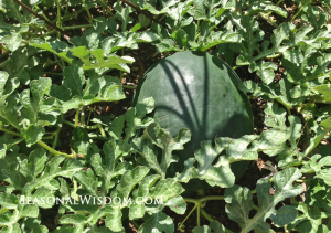 Watermelon ready to harvest