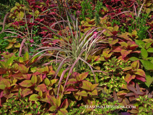 coleus grasses sweet potato vine at shakespeare garden central park