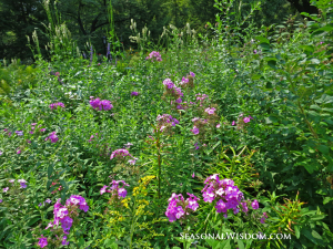 phlox at shakespeare garden central park