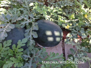 two black diamond watermelons