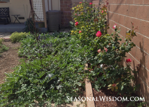 watermelons and roses