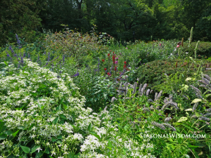 flowers at shakespeare garden central park