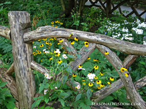 wildflowers at fence shakespeare garden central park