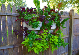 Living wall with herbs and vines