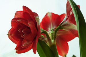 Striking red amaryllis is great for winter cheer