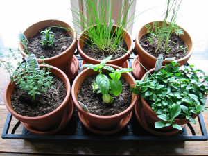 herb garden for winter kitchens