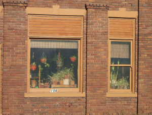 houseplants fill winter apartment window