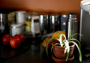 Spider plant in winter kitchen