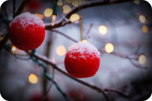 christmas berries by jennifer donley