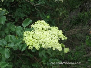 Elder flower