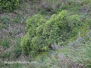 Sambucus mexicana near Gaviota