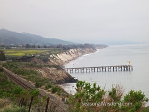 wildflowers near gaviota pier