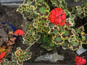 fancy leaf geranium