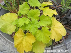 key lime heuchera copy