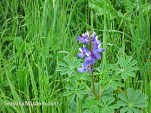 Wild lupin flower