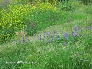 wild mustards and lupin near gaviota