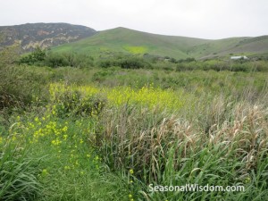 wildflowers near gaviota