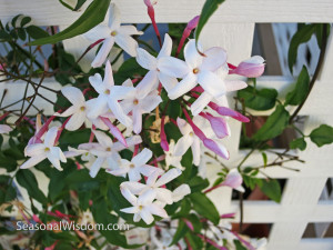 night blooming jasmine copy