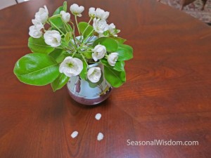 Pear tree blossoms