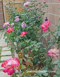 Roses growing in the garden
