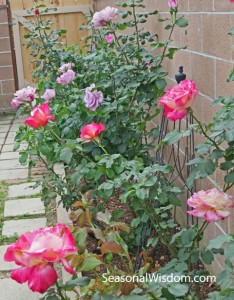 Roses growing in the garden