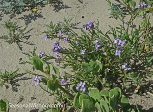 unknown purple flower growing in sand