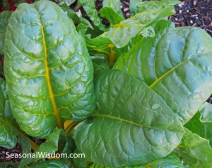 yellow swiss chard 