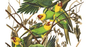 Carolina Parrot Illustration by Audubon