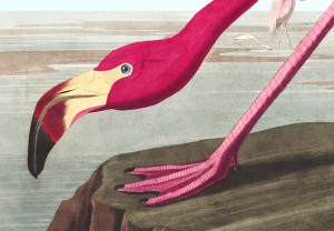 American Flamingo from Audubon