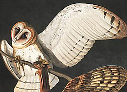 Barn owl illustration from audubon